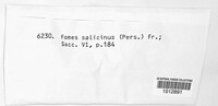 Phellinopsis conchata image